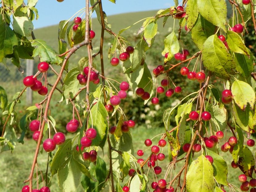 malus Sun Rival - Dobarland 25 august