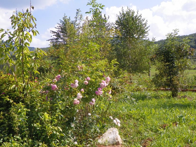 Pink Ghislaine de Feligonde - Dobarland 25 august