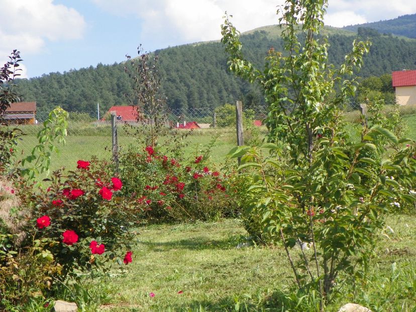 Zeelandia si Vif Eclat - Dobarland 25 august