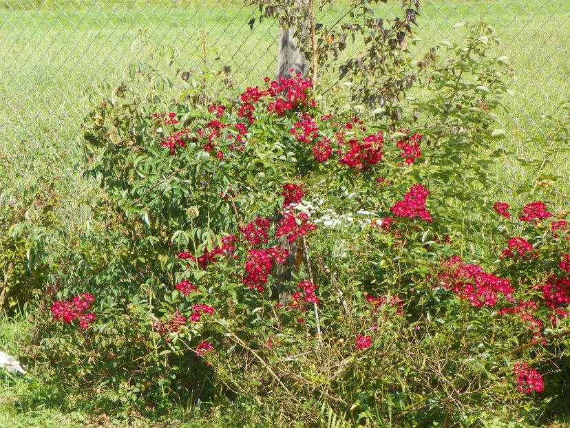 Vif Eclat - Dobarland 25 august