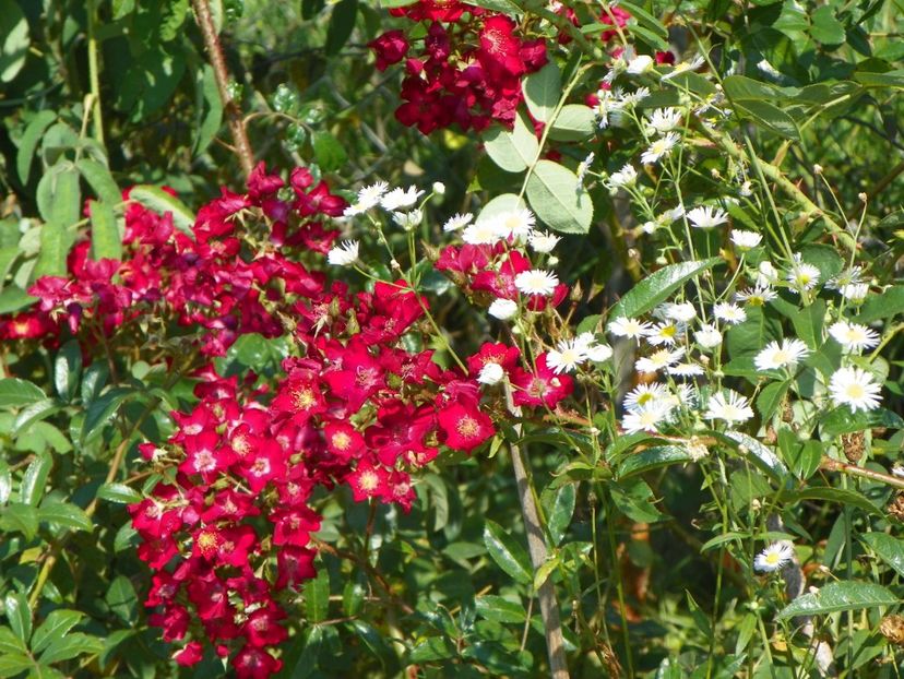 Vif Eclat - Dobarland 25 august