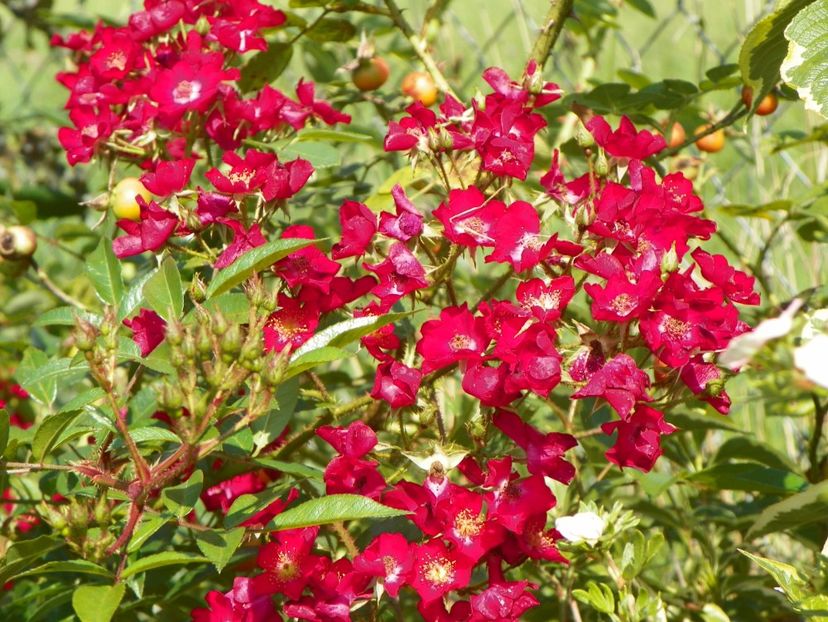 Vif Eclat - Dobarland 25 august