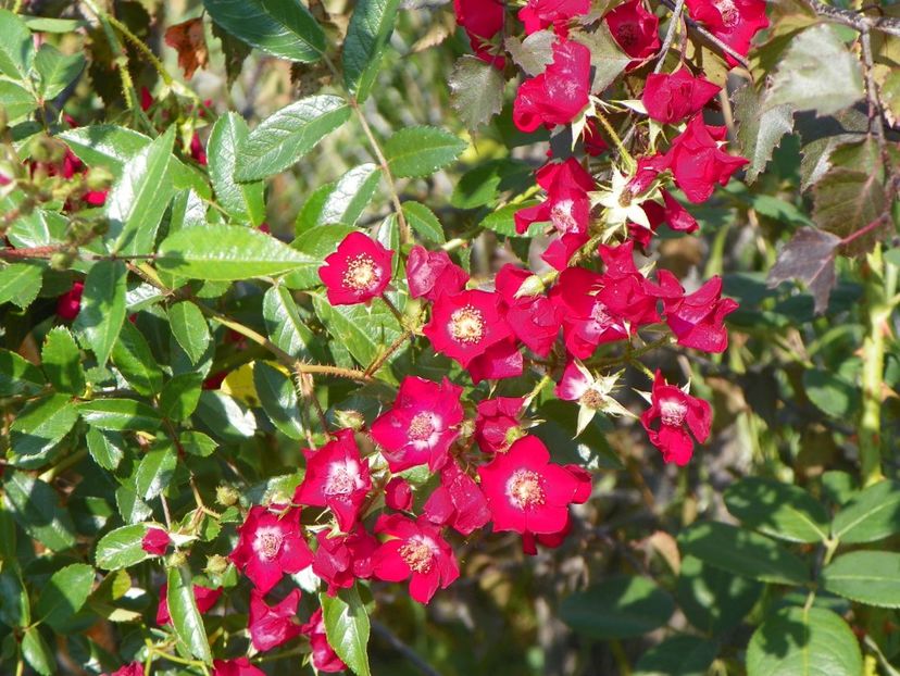 Vif Eclat - Dobarland 25 august