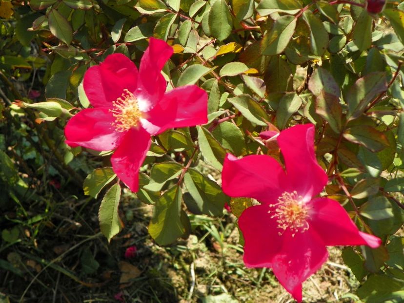 Rose of Picardy - Dobarland 25 august