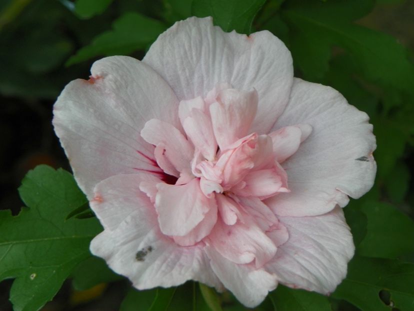 25 aug (6) - Copacei si arbusti 2018