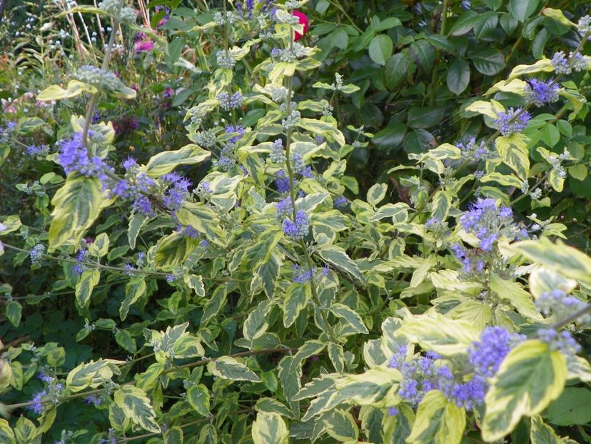 25 aug (34) - Copacei si arbusti 2018