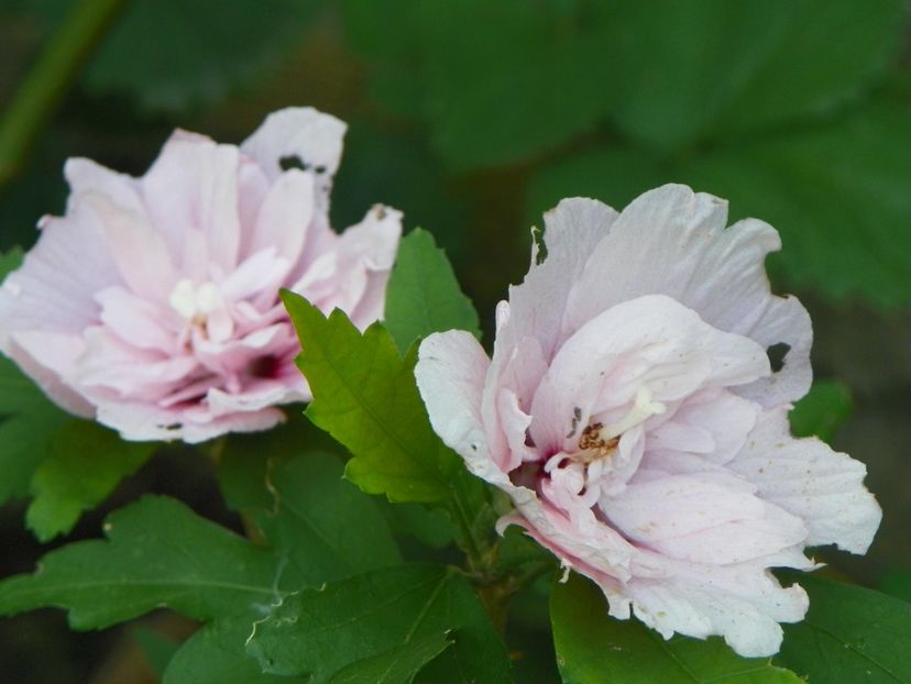 25 aug (45) - Copacei si arbusti 2018