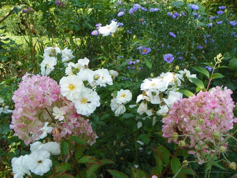 25 aug (49) - Copacei si arbusti 2018