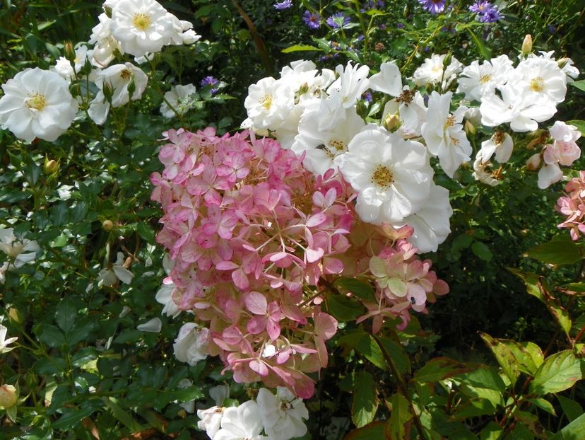 25 aug (74) - Copacei si arbusti 2018