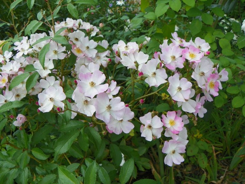 25 aug (4) - Trandafiri 2018 ii