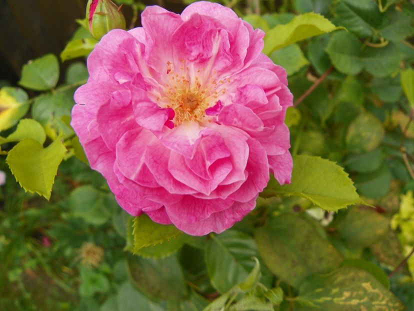 25 aug (5) - Trandafiri 2018 ii