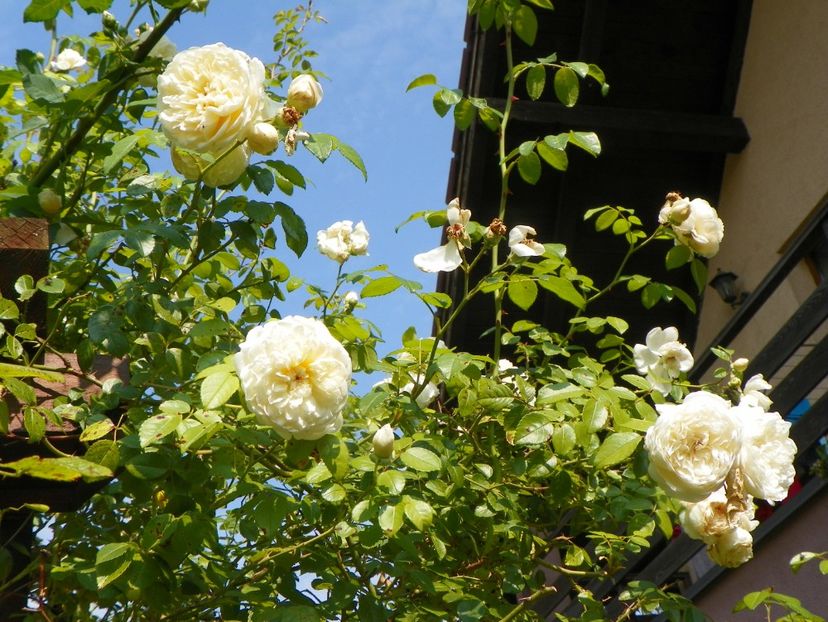 25 aug (56) - Trandafiri 2018 ii