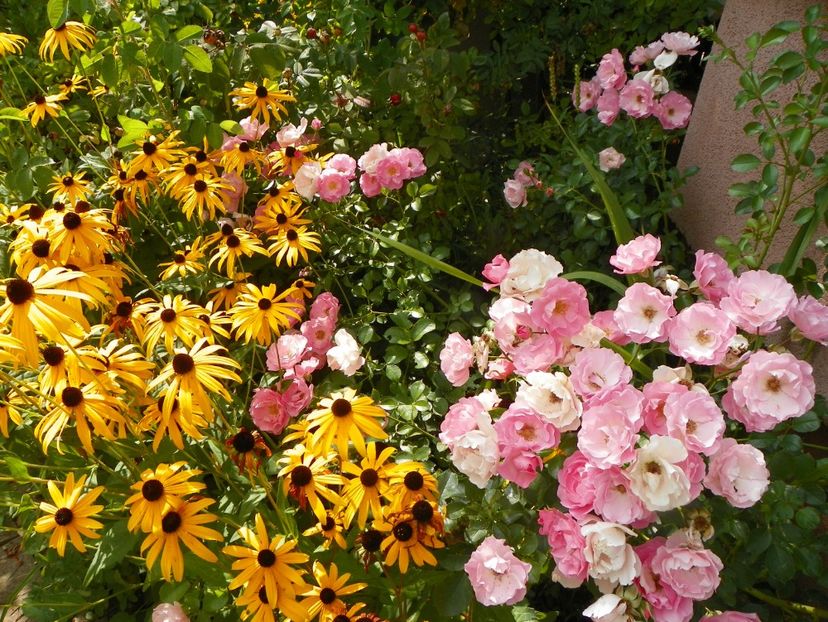 25 aug (61) - Trandafiri 2018 ii