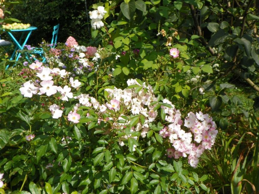 25 aug (65) - Trandafiri 2018 ii