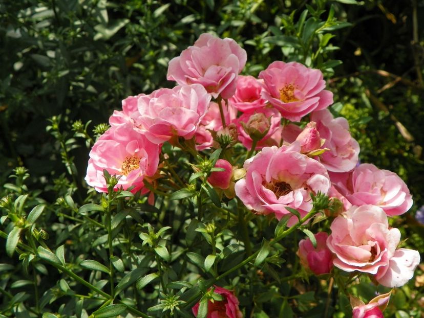 25 aug (72) - Trandafiri 2018 ii