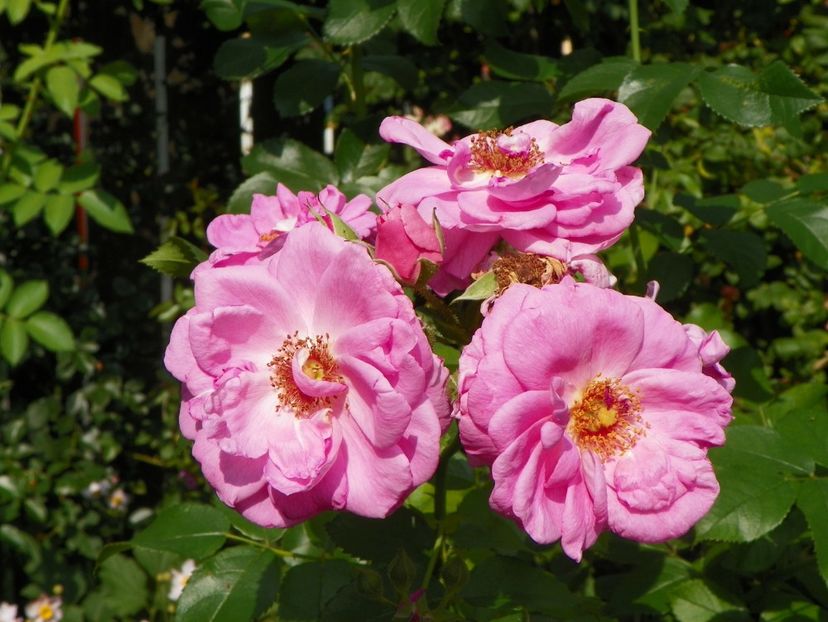 25 aug (77) - Trandafiri 2018 ii