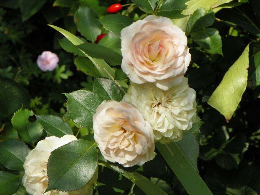 25 aug (80) - Trandafiri 2018 ii