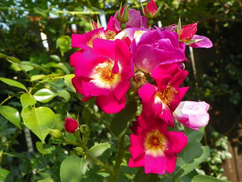 25 aug (81) - Trandafiri 2018 ii