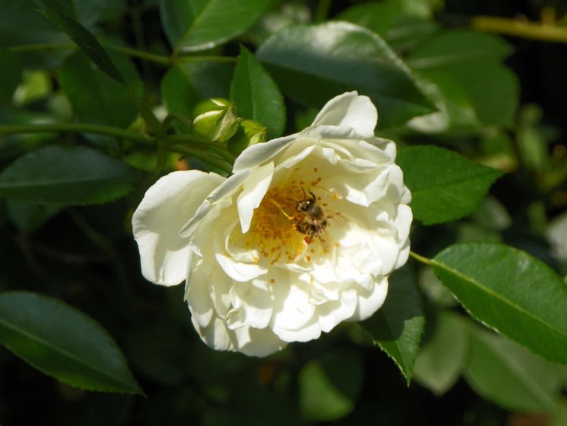 25 aug (82) - Trandafiri 2018 ii