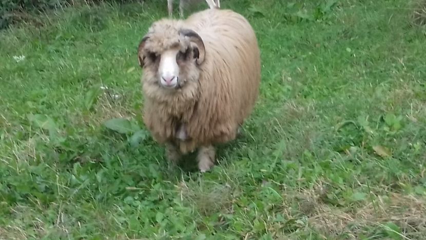 berbecutul acum 1 luna - Oile