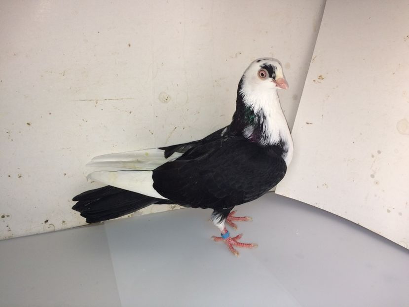 7072  femelă  2018_2 - tineret 2018