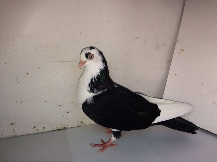 7072  femelă  2018_1 - tineret 2018