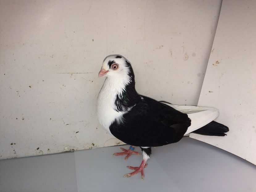 7072  femelă  2018_3 - tineret 2018