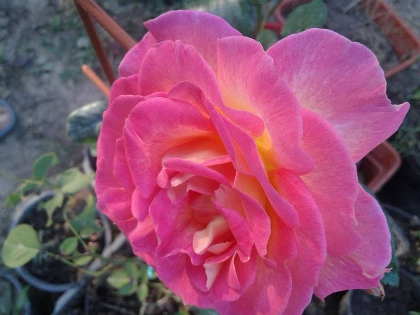 Pink Paradise  la ghiveci - w Produse livrate