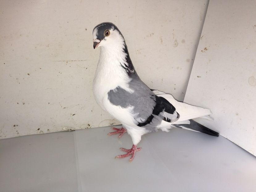 7075  femelă  2018_2 - tineret 2018