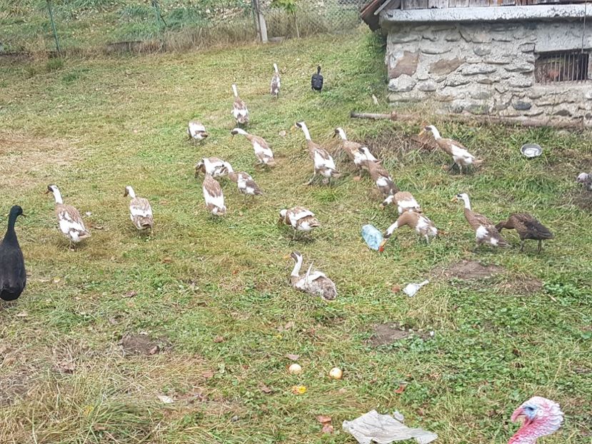  - Rate alergatoare indiene 2018