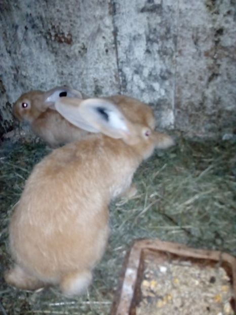  - Poze noi si vechi cu adapostul meu de urecheati