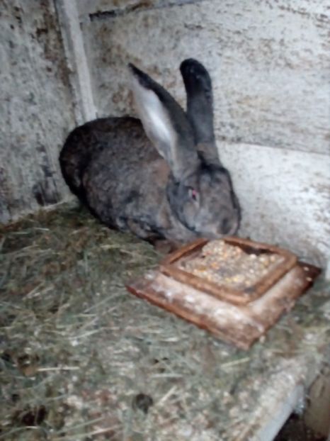  - Poze noi si vechi cu adapostul meu de urecheati