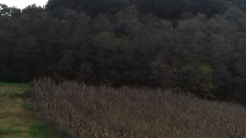 20181018_083053(0) - Hațeg