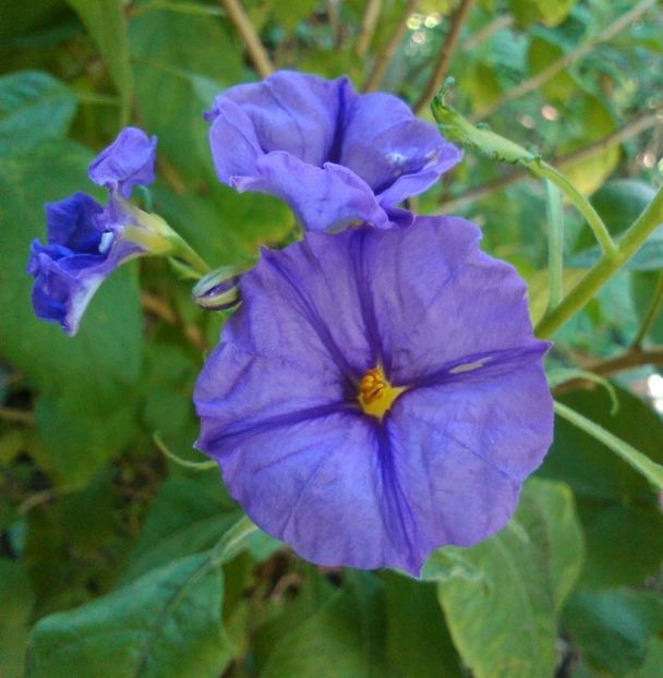 s.rantonnetti(sau gențiana)-flori - alte flori 2