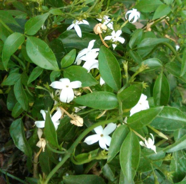 Jasmin azoricum-flori - alte flori 2