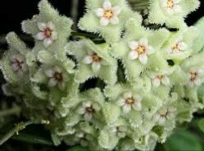 H.Serpens-flori - Hoya o noua pasiune