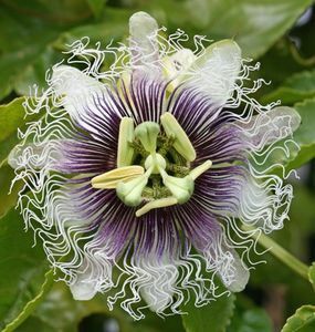 Passiflora Edulis-flori - Passiflore 2019