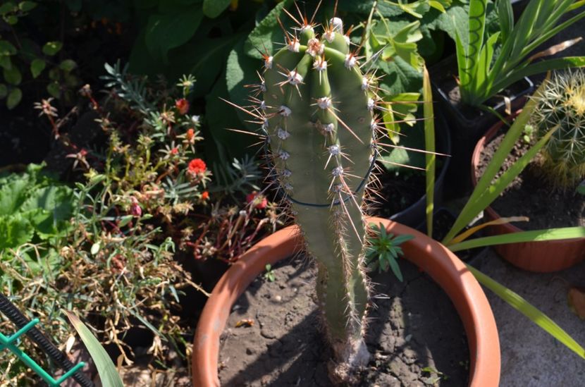  - suculente si cactusi