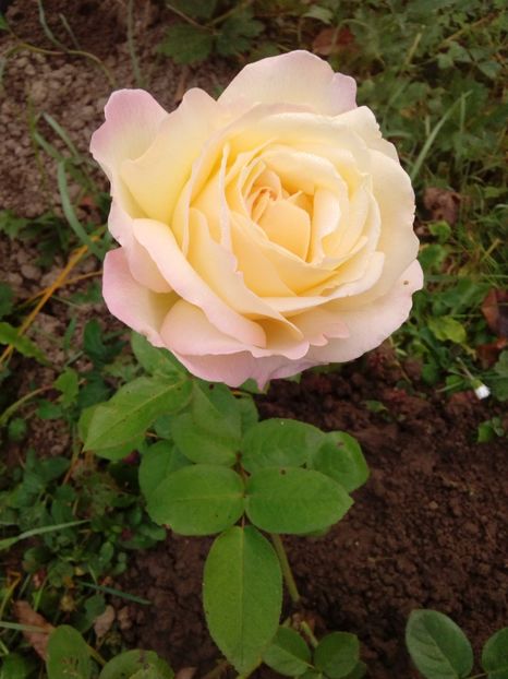  - TRANDAFIRI 2018-2019