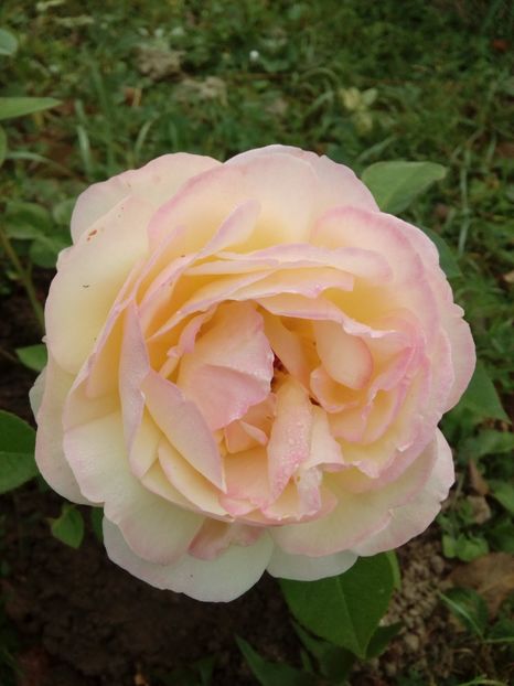  - TRANDAFIRI 2018-2019