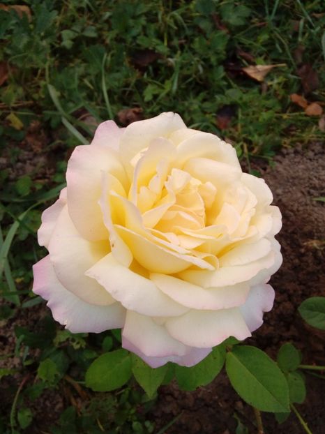  - TRANDAFIRI 2018-2019