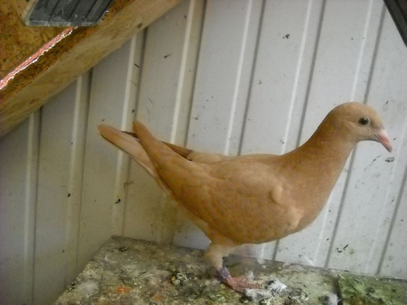  - UNDEVA IN SUCEAVA arhiva