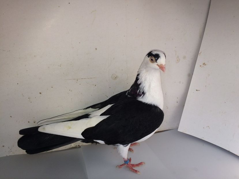 7081  femelă  2018_1 - tineret 2018