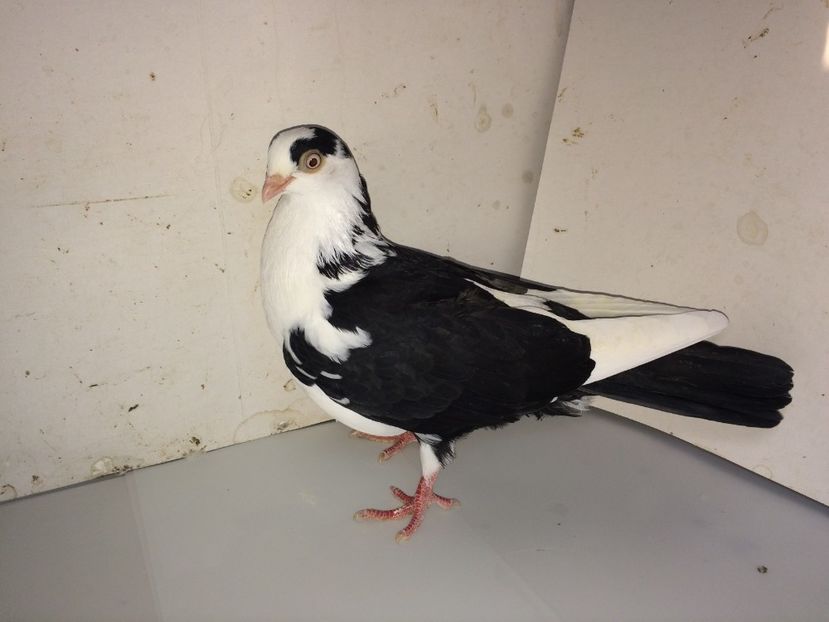 7081  femelă  2018_2 - tineret 2018