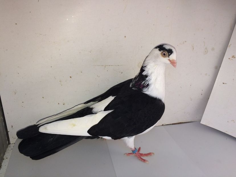 7081  femelă  2018_3 - tineret 2018