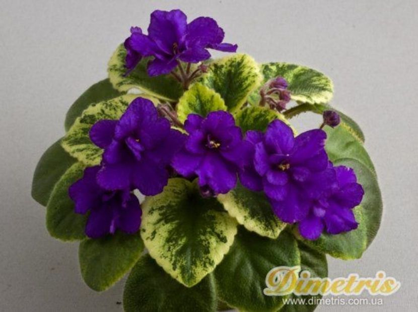 фиалка rob's shadow magic - Dorinte violete