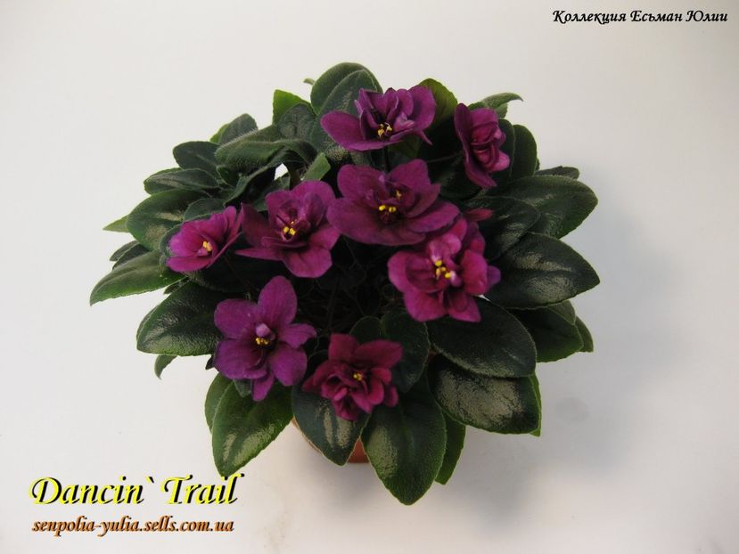 Dancin Trail 1 - Dorinte violete