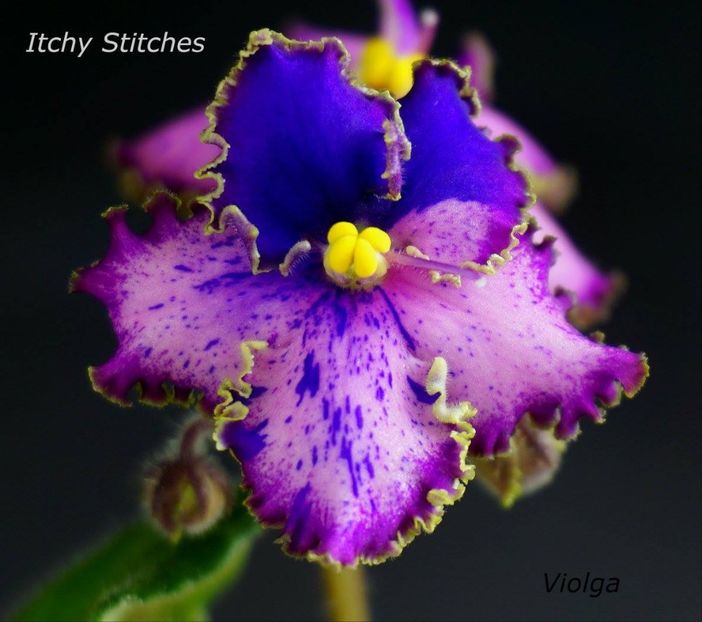 itchy stitches - Dorinte violete