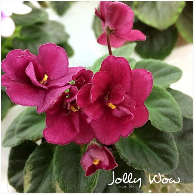 jolly wow - Dorinte violete