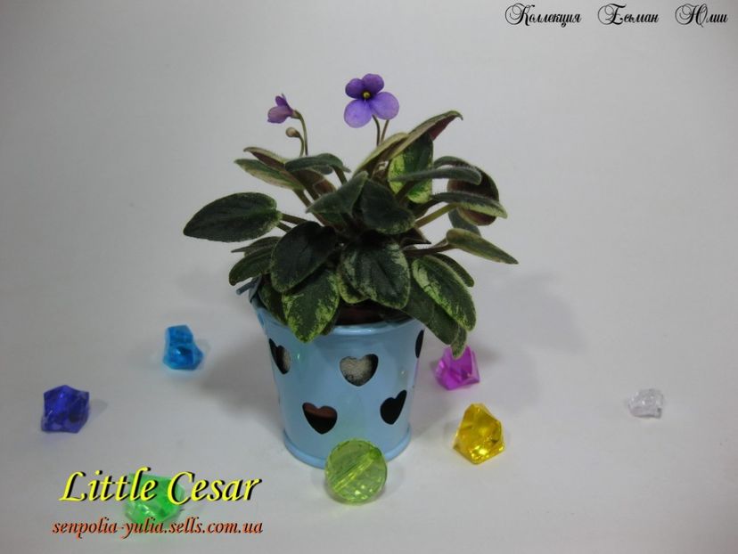 little cesar - Dorinte violete